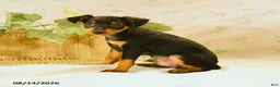 Miniature Pinscher dogs for sale: Rodney - Ad 3