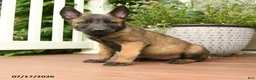 Belgian Malinois dogs for sale: Rosy  - Ad 3