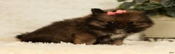Pomeranian dogs for sale: Toffee - Ad 5