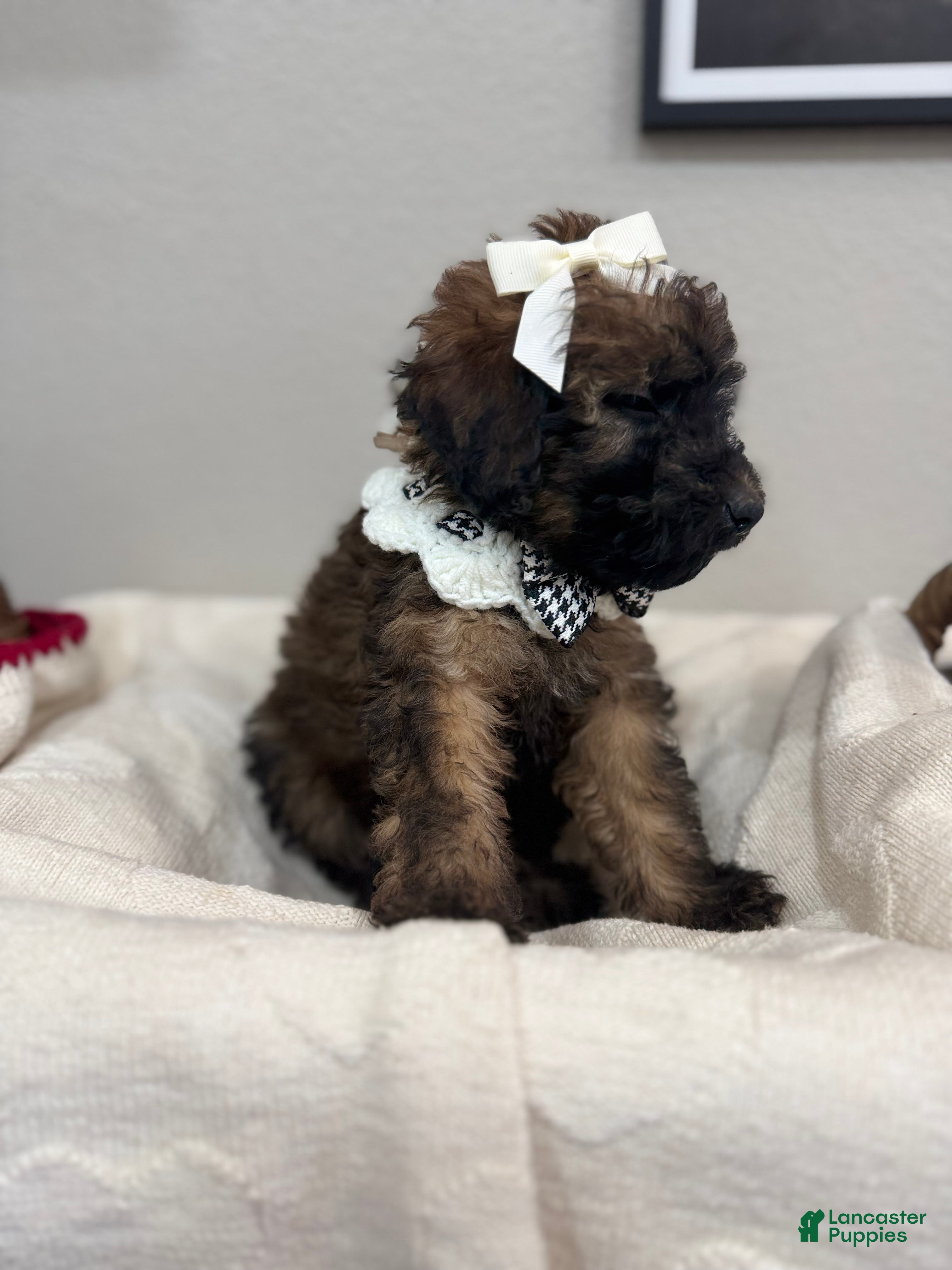 Mini Bernedoodle dogs Mini Bernedoodle Latte- White Collar - Ad 1