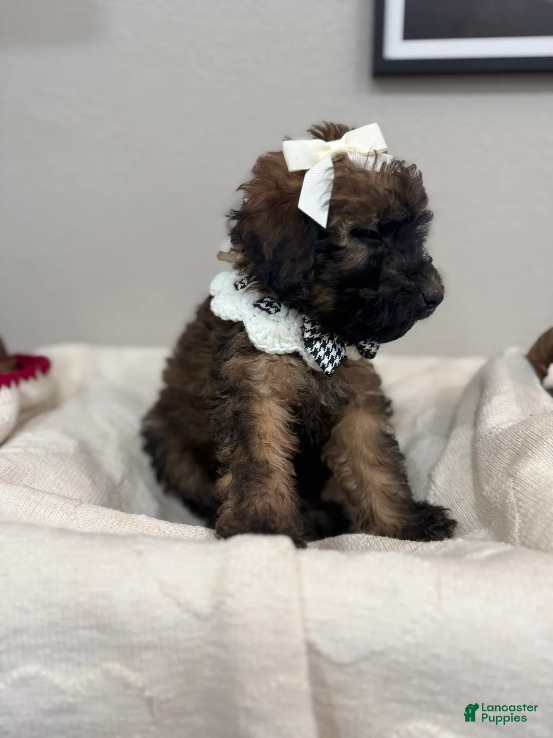 Mini Bernedoodle dogs for sale: Mini Bernedoodle Latte- White Collar - Ad 1