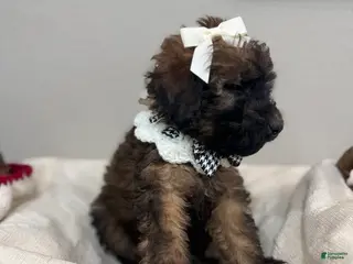 Mini Bernedoodle dogs for sale: Mini Bernedoodle Latte- White Collar - Ad 4