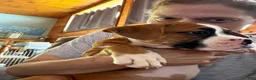 Boxer dogs for sale: Boxer 2 - Ad 3
