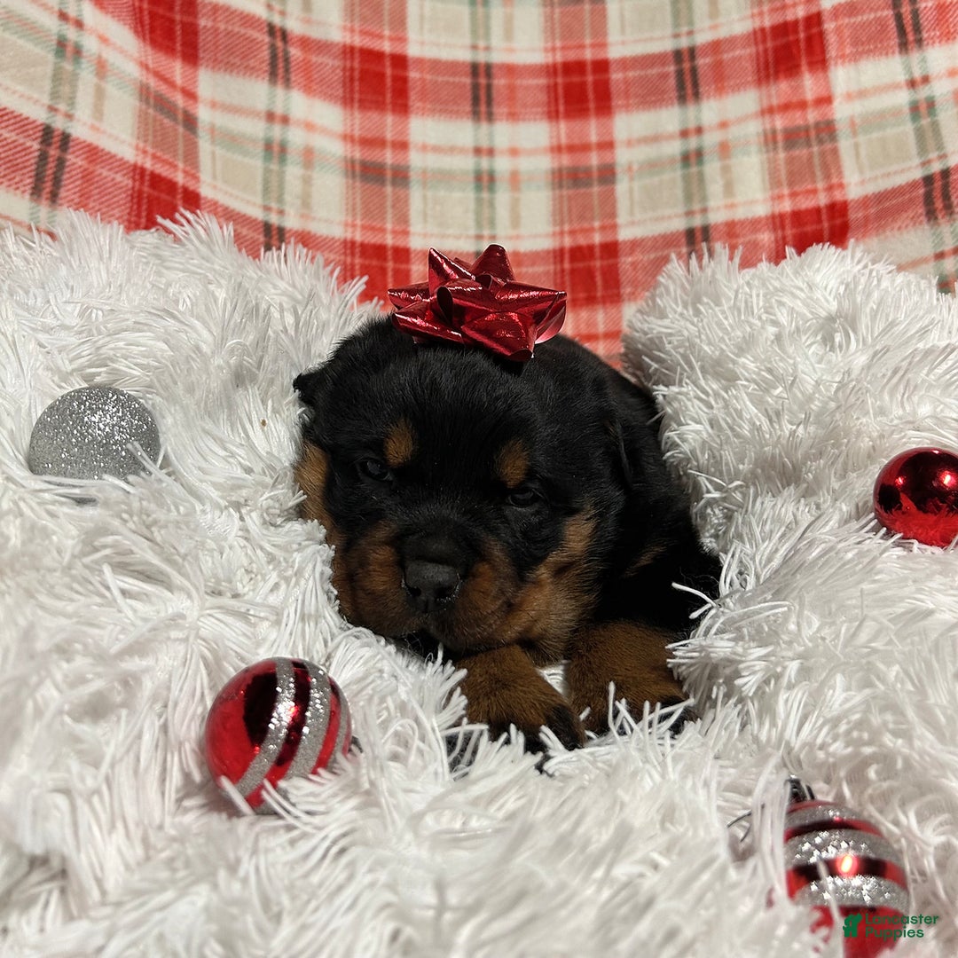 Rottweiler dogs for sale: Skye - Ad 2