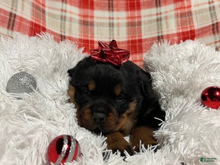 Rottweiler dogs Skye - Ad 19