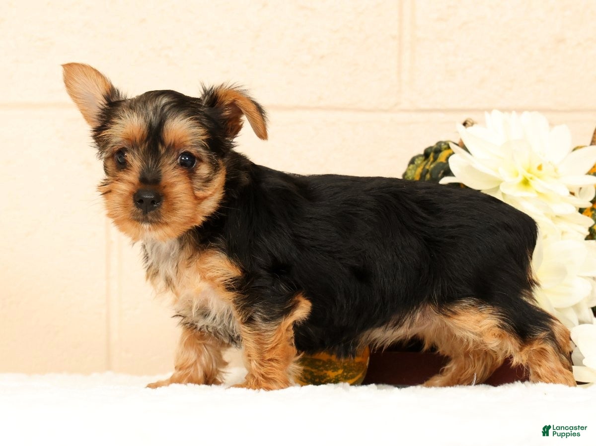 Yorkshire Terrier dogs Dolly - Ad 2