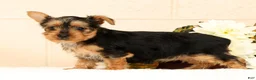 Yorkshire Terrier dogs for sale: Dolly - Ad 2