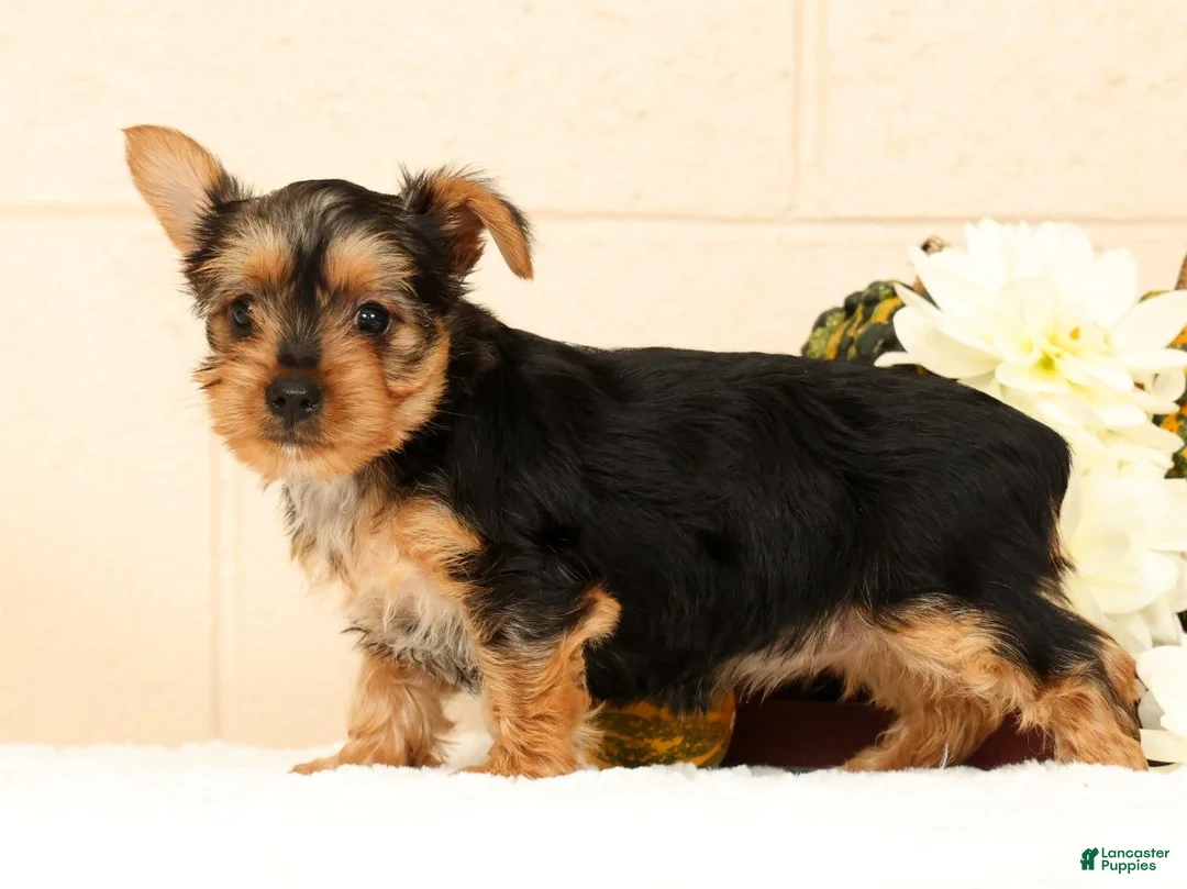 Yorkshire Terrier dogs for sale: Dolly - Ad 2