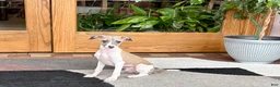 Italian Greyhound dogs for sale: Italian Greyhound 1 fawn boy  - Ad 8