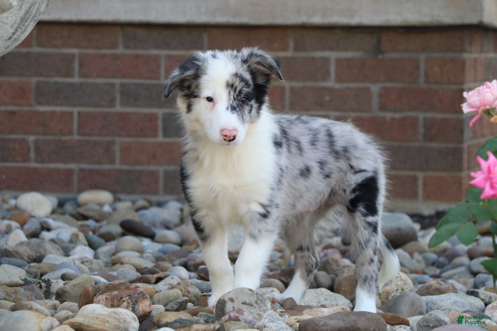 Border Collie dogs Chance - Ad 1