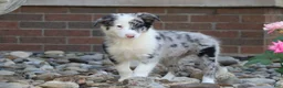 Border Collie dogs for sale: Chance - Ad 1