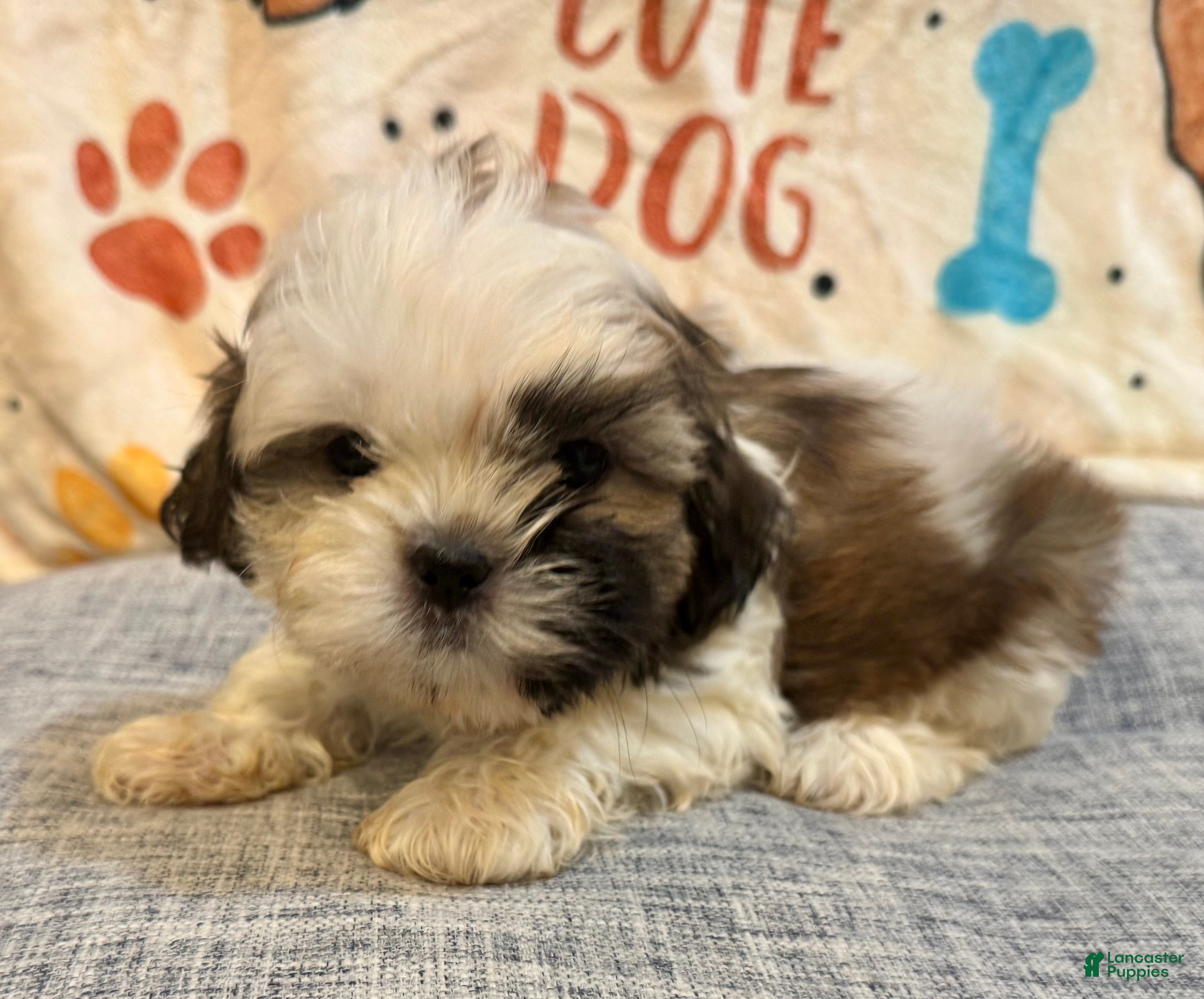 Shih Tzu dogs April - Ad 6