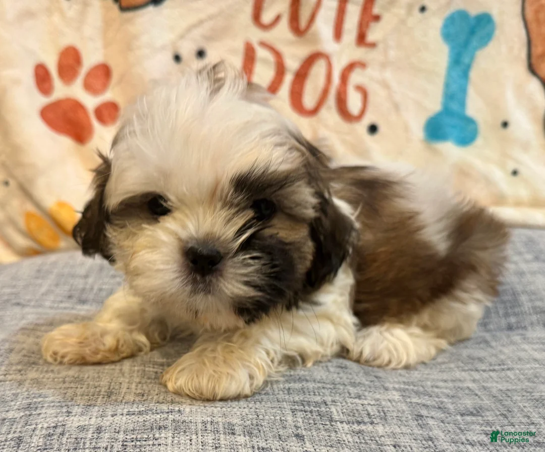 Shih Tzu dogs for sale: April - Ad 1