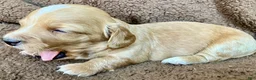 Miniature Dachshund dogs for sale: PAWS UP, IT’S GOOD!  - Ad 10