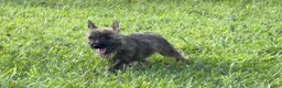 Cairn Terrier dogs for sale: Fennel  - Ad 3