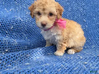 Toy Poodle dogs Gabby - Ad 8