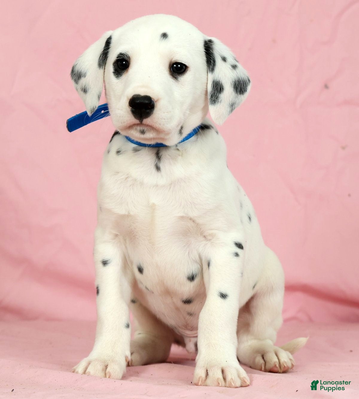 Dalmatian dogs Brock - Ad 1