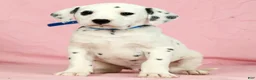 Dalmatian dogs for sale: Brock - Ad 1