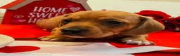 Miniature Dachshund dogs for sale: Beauty  - Ad 2