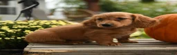 Dachshund dogs for sale: Hubert - Ad 3