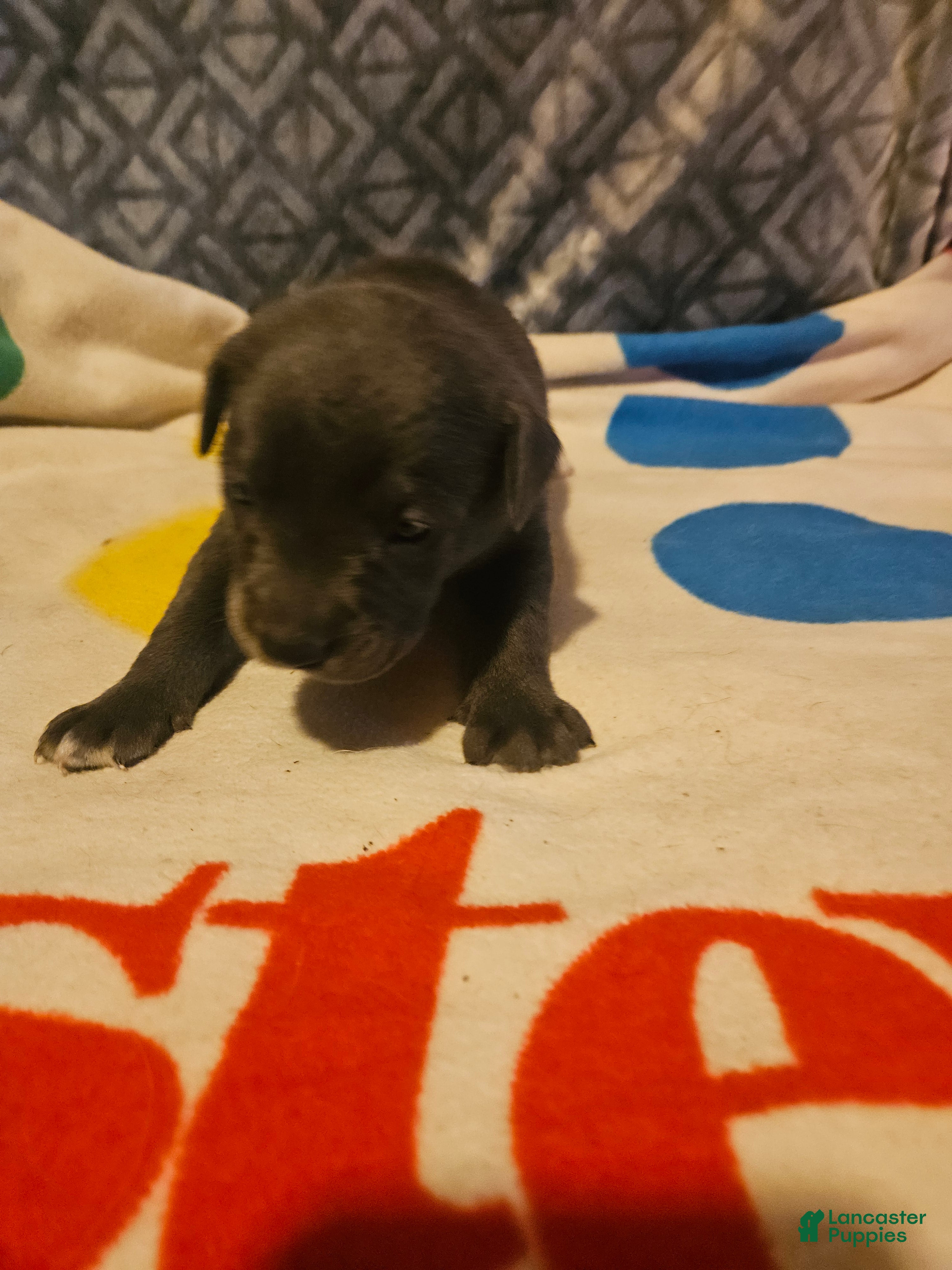 Border Collie dogs Filly Blue Eyes - Ad 2
