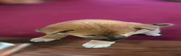 Shiba Inu dogs for sale: Fawn Male - Ad 10