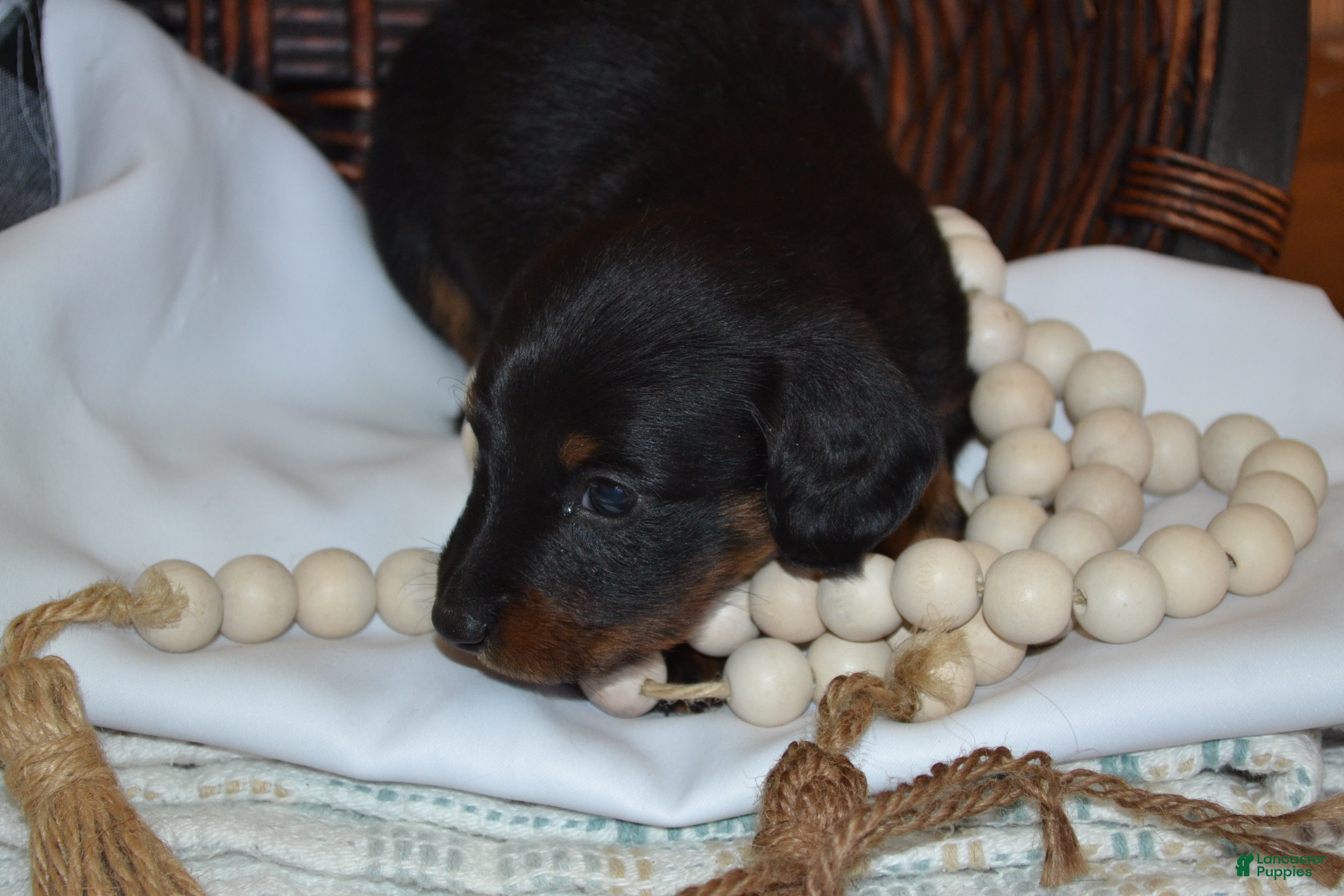 Dachshund dogs Shadow - Ad 2