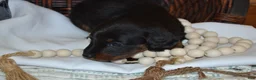Dachshund dogs for sale: Shadow - Ad 2