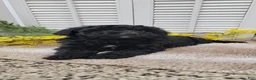 Cockapoo dogs for sale: JoJo - Ad 11