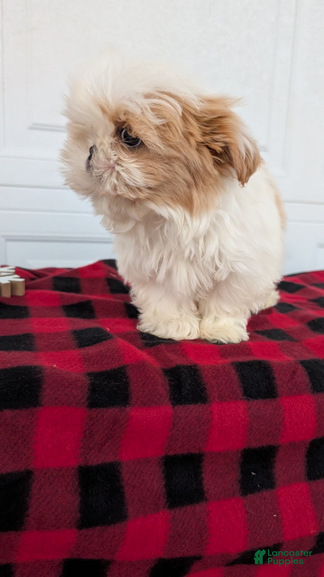 Shih Tzu dogs for sale: Milo - Ad 8