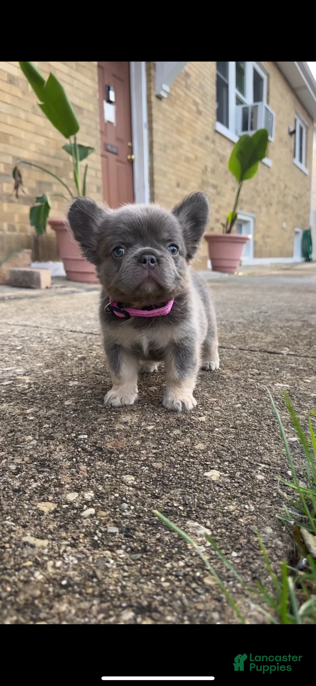 French Bulldog dogs for sale: Lila  - Ad 2