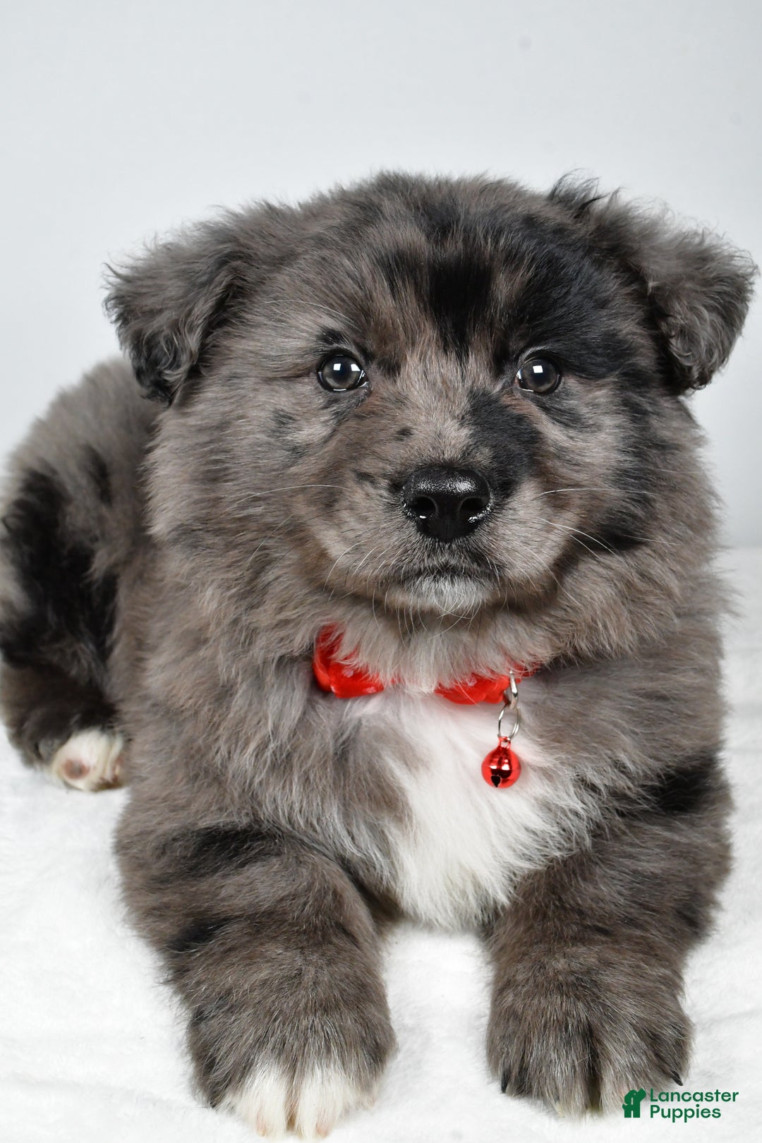 Mixed Breed dogs for sale: Peanut - Ad 4