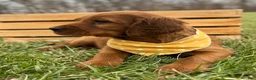 Irish Setter dogs for sale: Sadie - Ad 4
