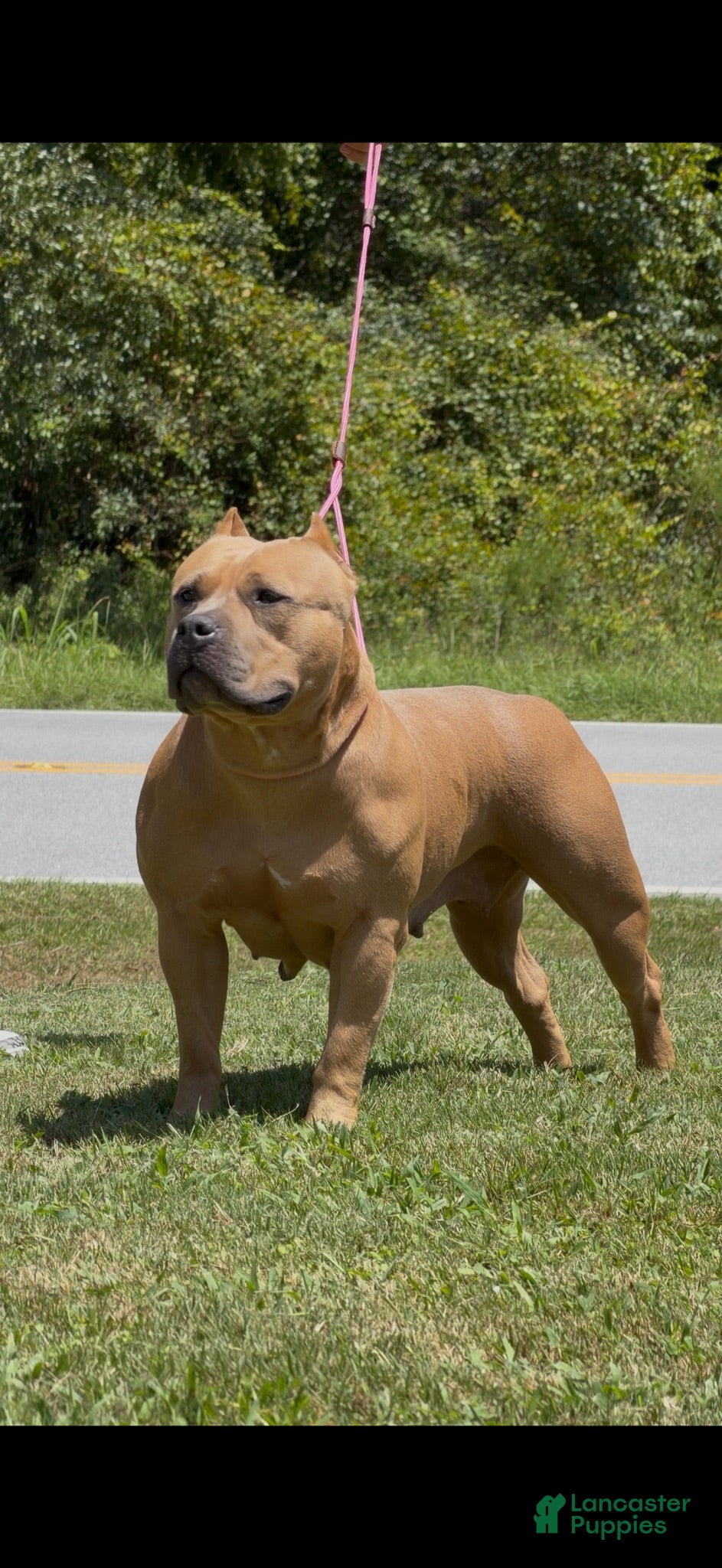 American Bully dogs American Bully 2 - Ad 2