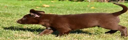 Labrador Retriever dogs for sale: Shawn - Ad 6