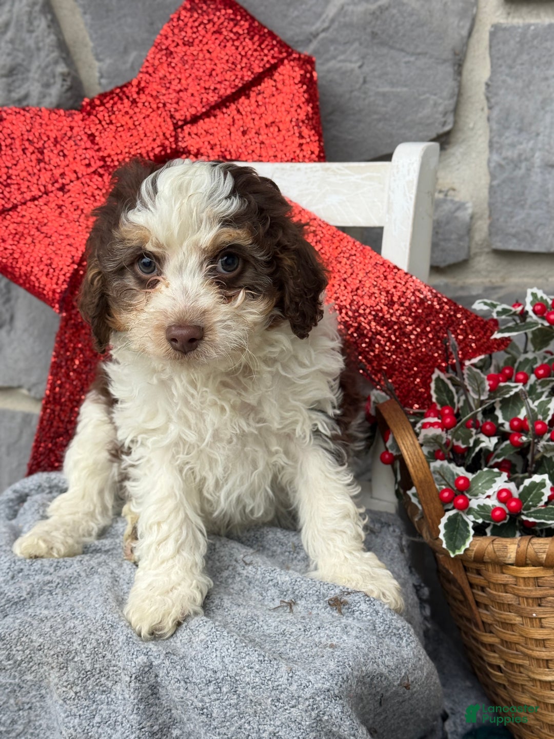 Cavapoo dogs for sale: Arlo - Ad 9