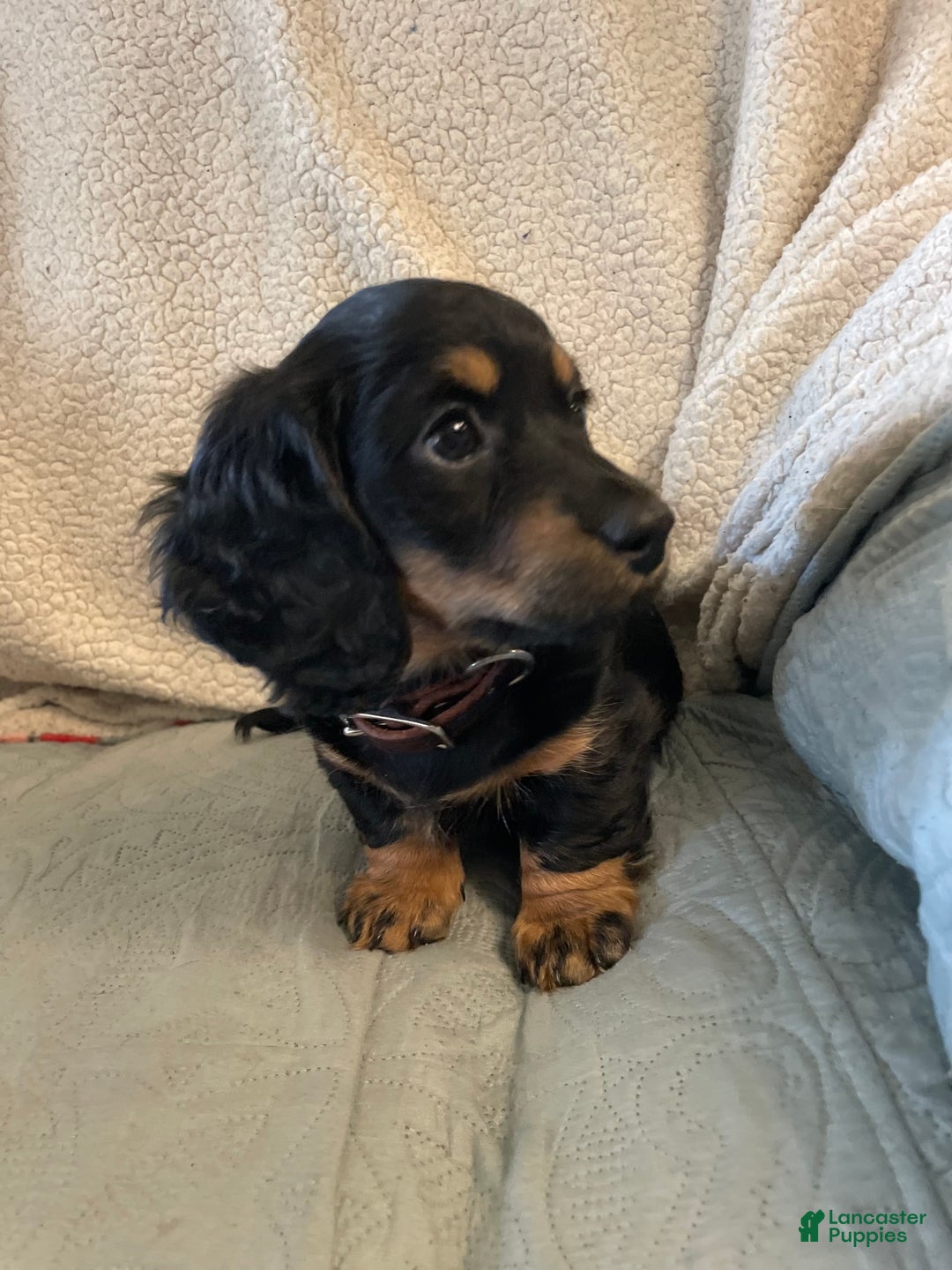 Miniature Dachshund dogs for sale: Millie - Ad 3