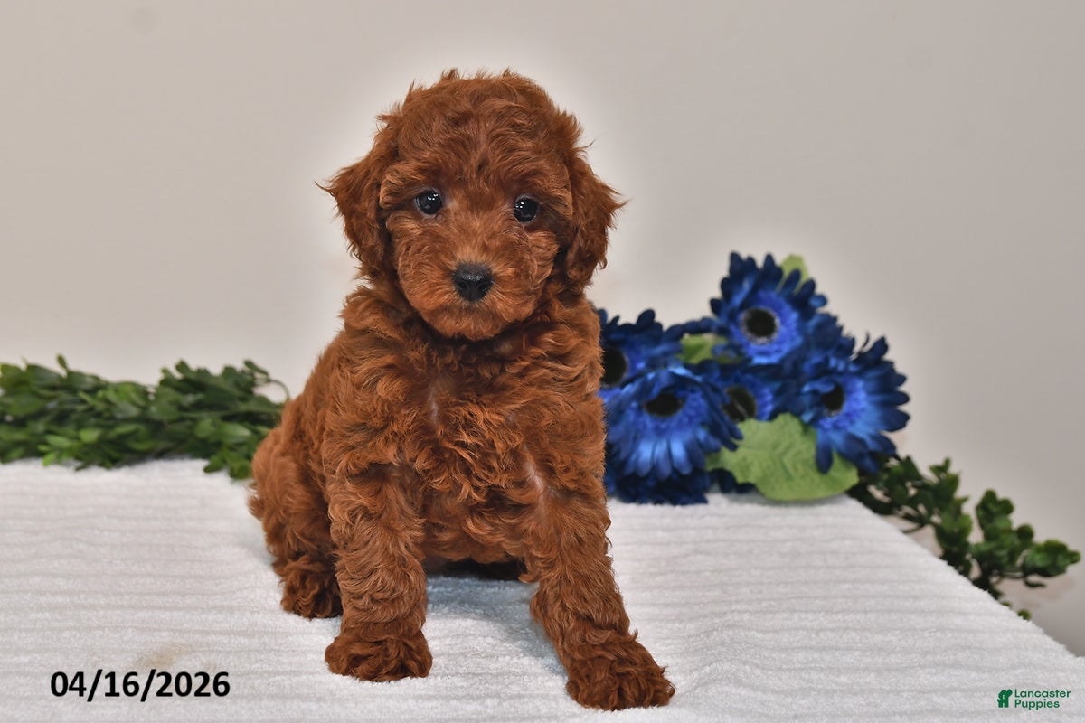 Miniature Poodle dogs Ellie - Ad 1