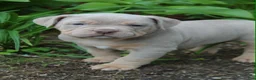 American Bully dogs for sale: Diesel - Ad 4