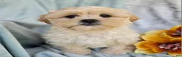 Shihpoo dogs for sale: Marshmallow - Ad 20