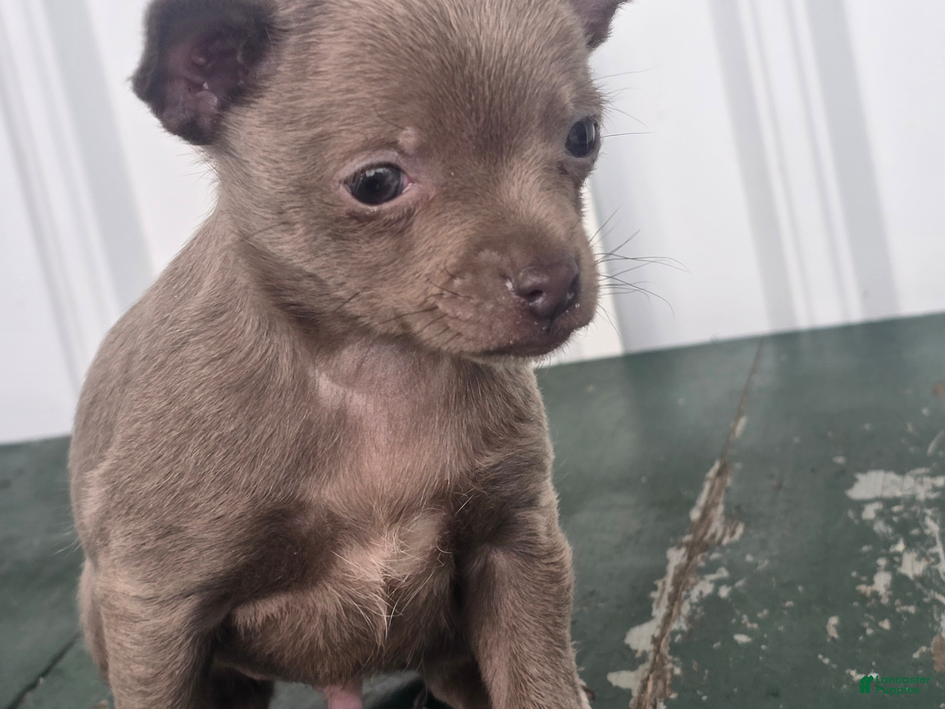 Chihuahua dogs Chihuahua Puppy 3 - Ad 1