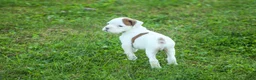 Boxer dogs for sale: Brutus - Ad 3