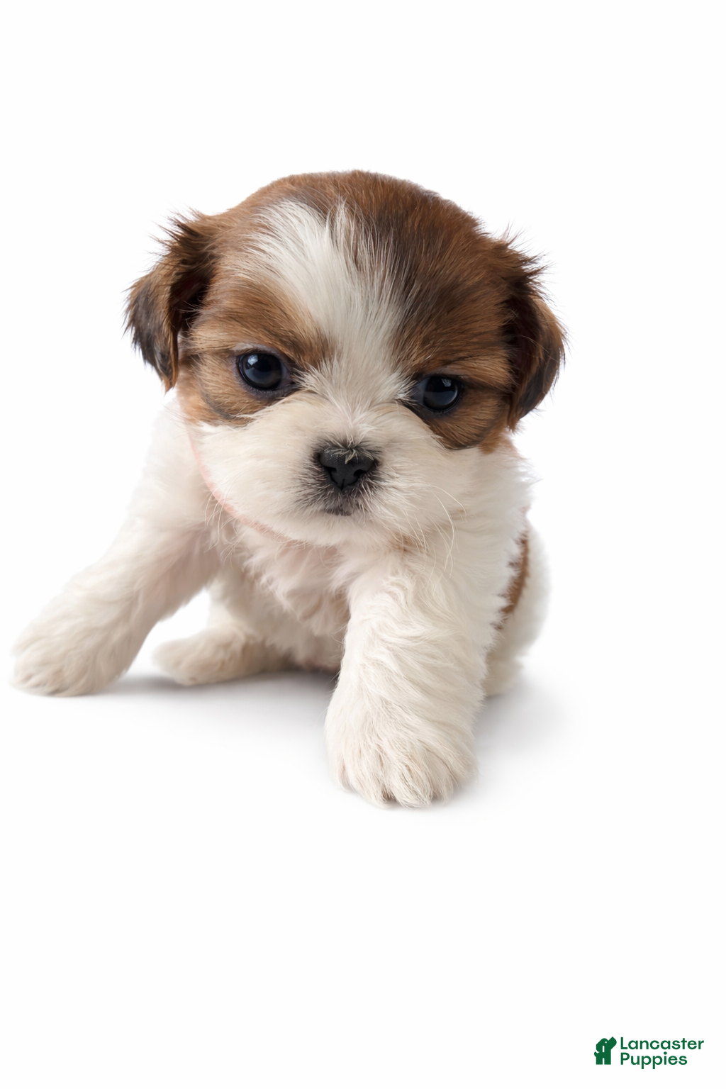 Shih Tzu dogs Shih Tzu Puppy 2 - Ad 7