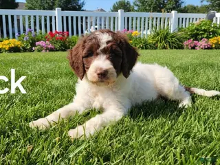 Goldendoodle dogs Jack - Ad 12