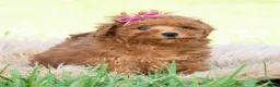 Maltipoo dogs for sale: summer - Ad 4