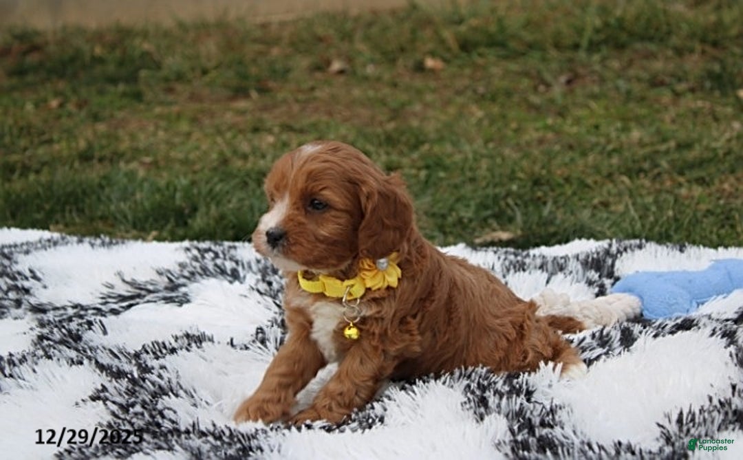 Cavapoo dogs for sale: Easton - Ad 5