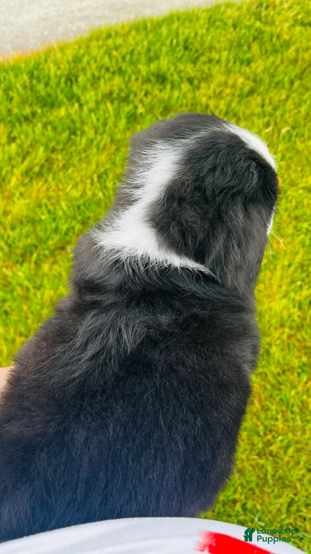 Bernese Mountain Dog dogs for sale: Eleanor - Ad 10