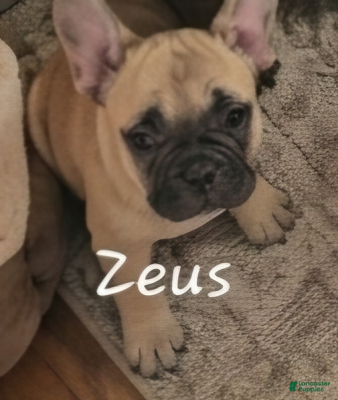 French Bulldog dogs Zeus - Ad 2