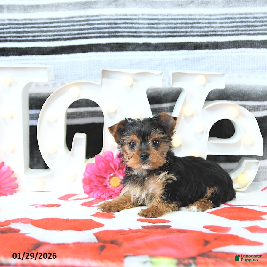 Yorkshire Terrier dogs Mason - Ad 2