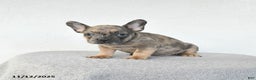 French Bulldog dogs for sale: Parker - Ad 2